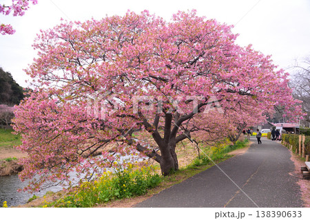 南伊豆町の河津桜 南伊豆町の河津桜 138390633