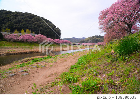 南伊豆町の河津桜 138390635