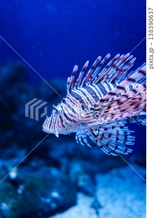 優雅に泳ぐハナミノカサゴ 新江の島水族館 優雅に泳ぐハナミノカサゴ 新江の島水族館 138390637