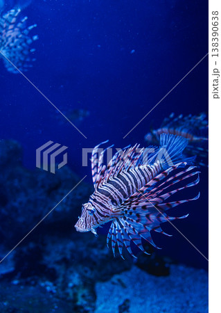 優雅に泳ぐハナミノカサゴ 新江の島水族館 優雅に泳ぐハナミノカサゴ 新江の島水族館 138390638