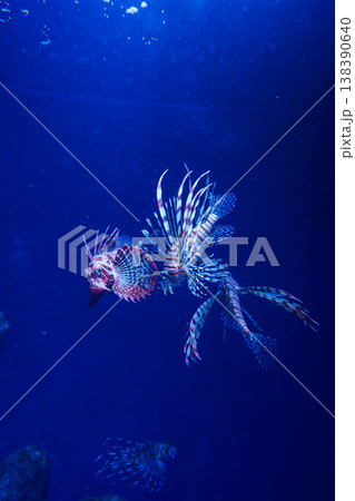 優雅に泳ぐハナミノカサゴ 新江の島水族館 優雅に泳ぐハナミノカサゴ 新江の島水族館 138390640