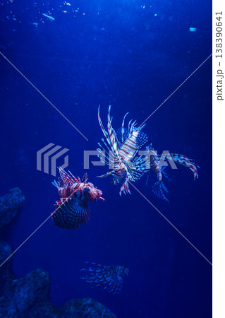 優雅に泳ぐハナミノカサゴ 新江の島水族館 優雅に泳ぐハナミノカサゴ 新江の島水族館 138390641