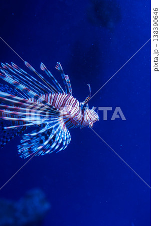 優雅に泳ぐハナミノカサゴ 新江の島水族館 優雅に泳ぐハナミノカサゴ 新江の島水族館 138390646
