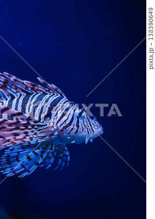 優雅に泳ぐハナミノカサゴ 新江の島水族館 優雅に泳ぐハナミノカサゴ 新江の島水族館 138390649