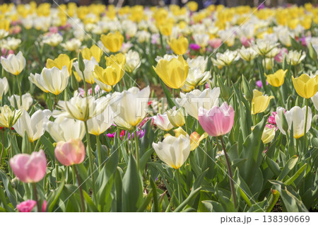 満開のチューリップ畑 138390669