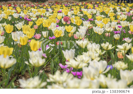 満開のチューリップ畑 満開のチューリップ畑 138390674