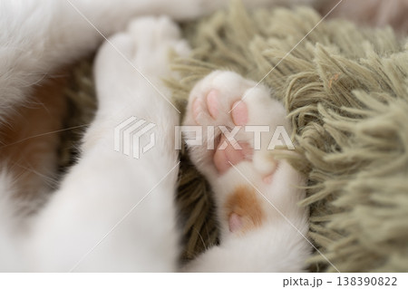 可愛い猫の手 可愛い猫の手 138390822