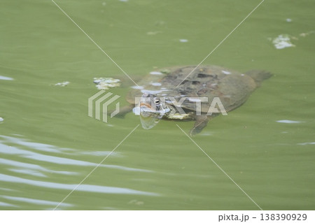 水に浮かぶカメ 水に浮かぶカメ 138390929