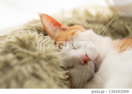 眠る猫　茶トラ白 138391009
