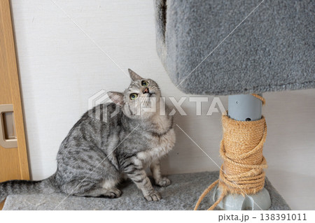 キャットタワーで遊ぶ可愛い猫 サバトラ猫 キャットタワーで遊ぶ可愛い猫 サバトラ猫 138391011