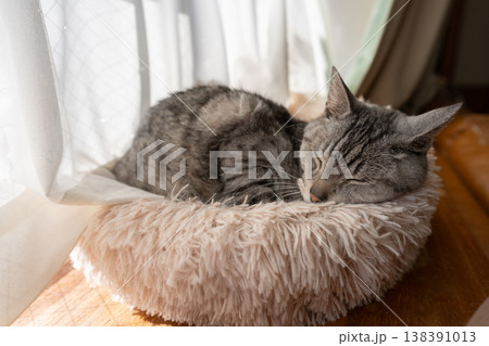 窓辺で眠る猫　サバトラ猫 138391013