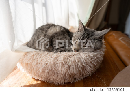 窓辺で眠る猫 サバトラ猫 窓辺で眠る猫 サバトラ猫 138391014