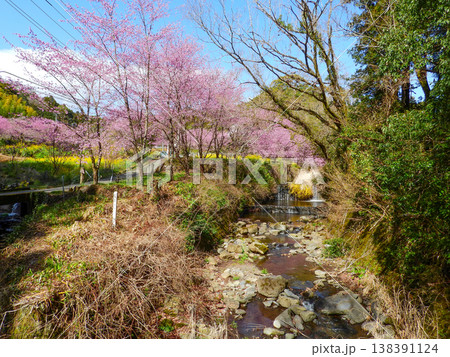 神奈川県南足柄市大雄町　花咲く里山の春爛漫風景 138391124