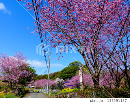 神奈川県南足柄市大雄町 花咲く里山の春爛漫風景 神奈川県南足柄市大雄町 花咲く里山の春爛漫風景 138391127