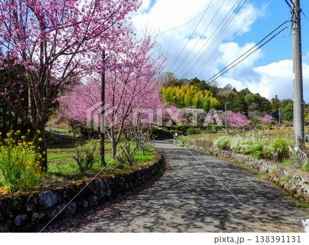 神奈川県南足柄市大雄町 花咲く里山の春爛漫風景 神奈川県南足柄市大雄町 花咲く里山の春爛漫風景 138391131