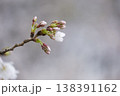 綻び始めた桜の蕾 138391162