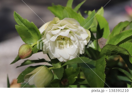 早春の庭に咲く白い八重咲きのクリスマスローズの花 138391210