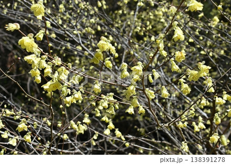 ヒュウガミズキ 138391278