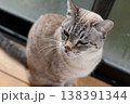 見つめる猫　シャムトラ猫 138391344