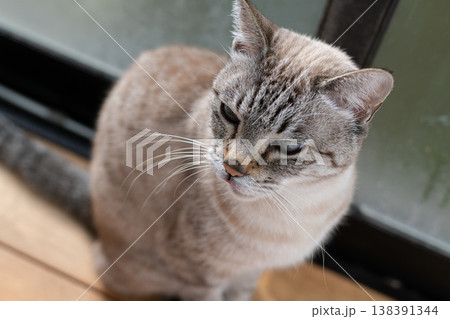 見つめる猫 シャムトラ猫 見つめる猫 シャムトラ猫 138391344