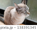 見つめる猫　シャムトラ猫 138391345