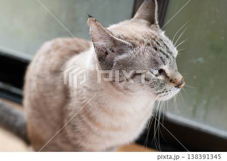見つめる猫 シャムトラ猫 見つめる猫 シャムトラ猫 138391345
