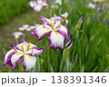 花菖蒲 138391346