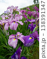 花菖蒲 138391347