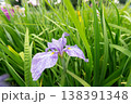 花菖蒲 138391348