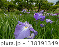 花菖蒲 138391349