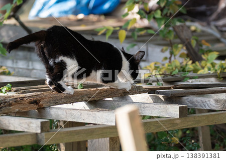 爪とぎをする可愛い野良猫 138391381