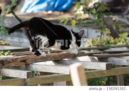 爪とぎをする可愛い野良猫 138391382