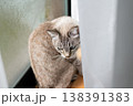 見つめる猫　シャムトラ猫 138391383