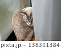 見つめる猫　シャムトラ猫 138391384