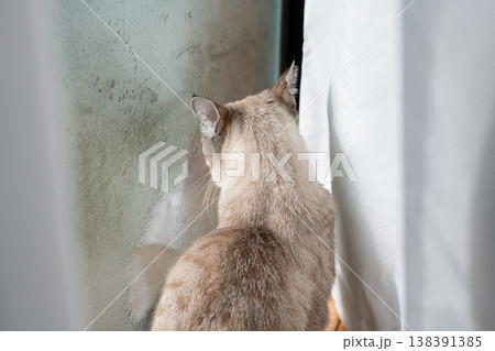 見つめる猫　シャムトラ猫 138391385