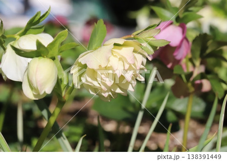早春の庭に咲く白い八重咲きのクリスマスローズの花 早春の庭に咲く白い八重咲きのクリスマスローズの花 138391449
