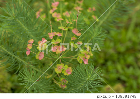 ユーフォルビア・キパリッシアス、セイヨウマツバタイゲキ（西洋松葉大戟 138391749