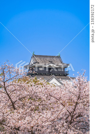 春の岡崎城、満開の桜〈愛知県岡崎市〉 春の岡崎城、満開の桜〈愛知県岡崎市〉 138392172