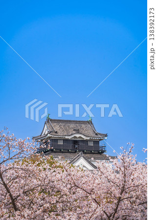 春の岡崎城、満開の桜〈愛知県岡崎市〉 春の岡崎城、満開の桜〈愛知県岡崎市〉 138392173