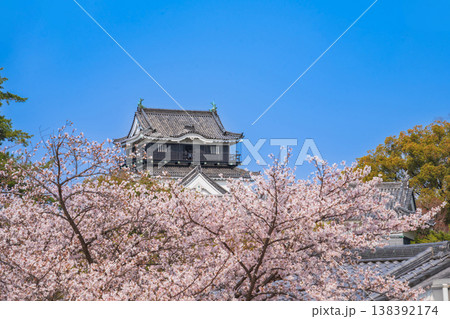 春の岡崎城、満開の桜〈愛知県岡崎市〉 春の岡崎城、満開の桜〈愛知県岡崎市〉 138392174