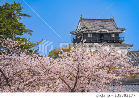 春の岡崎城、満開の桜〈愛知県岡崎市〉 春の岡崎城、満開の桜〈愛知県岡崎市〉 138392177