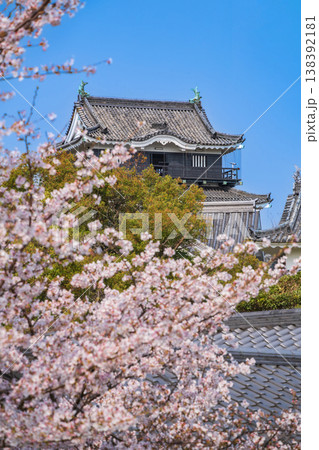 春の岡崎城、満開の桜〈愛知県岡崎市〉 138392181