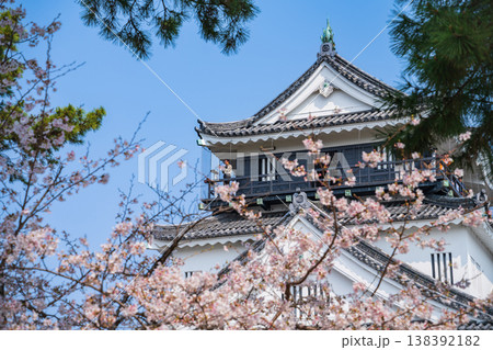 春の岡崎城、満開の桜〈愛知県岡崎市〉 春の岡崎城、満開の桜〈愛知県岡崎市〉 138392182