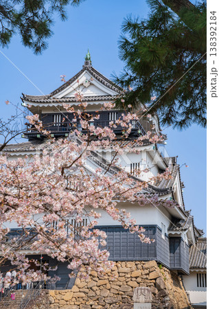 春の岡崎城、満開の桜〈愛知県岡崎市〉 138392184