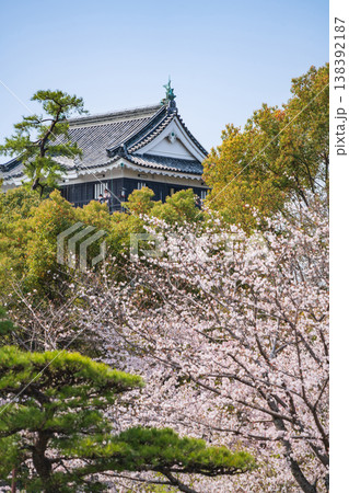 春の岡崎城、満開の桜〈愛知県岡崎市〉 春の岡崎城、満開の桜〈愛知県岡崎市〉 138392187