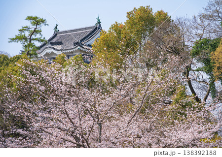 春の岡崎城、満開の桜〈愛知県岡崎市〉 138392188