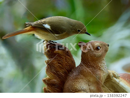 　庭のリスくんに出発の別れをするジョウビタキ。 138392247