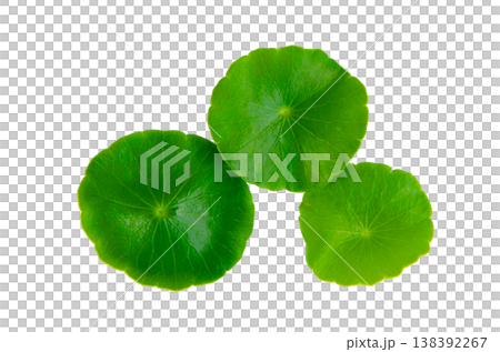 green centella asiatica leaves on background macro detail. Gotu Kola, cluster, isolated on background green centella asiatica leaves on background macro detail. Gotu Kola, cluster, isolated on background 138392267