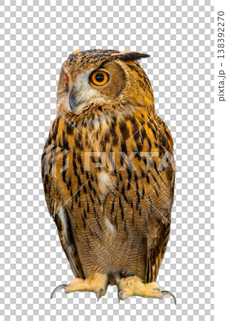 Great Horned Owl species, Eurasian Eagle Owl Bubo bubo sitting and looking away, isolated Great Horned Owl species, Eurasian Eagle Owl Bubo bubo sitting and looking away, isolated 138392270
