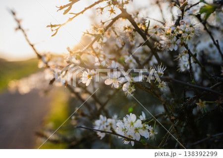 White spring blossom on tree branch in warm sunset light with soft bokeh background and seasonal nature concept White spring blossom on tree branch in warm sunset light with soft bokeh background and seasonal nature concept 138392299